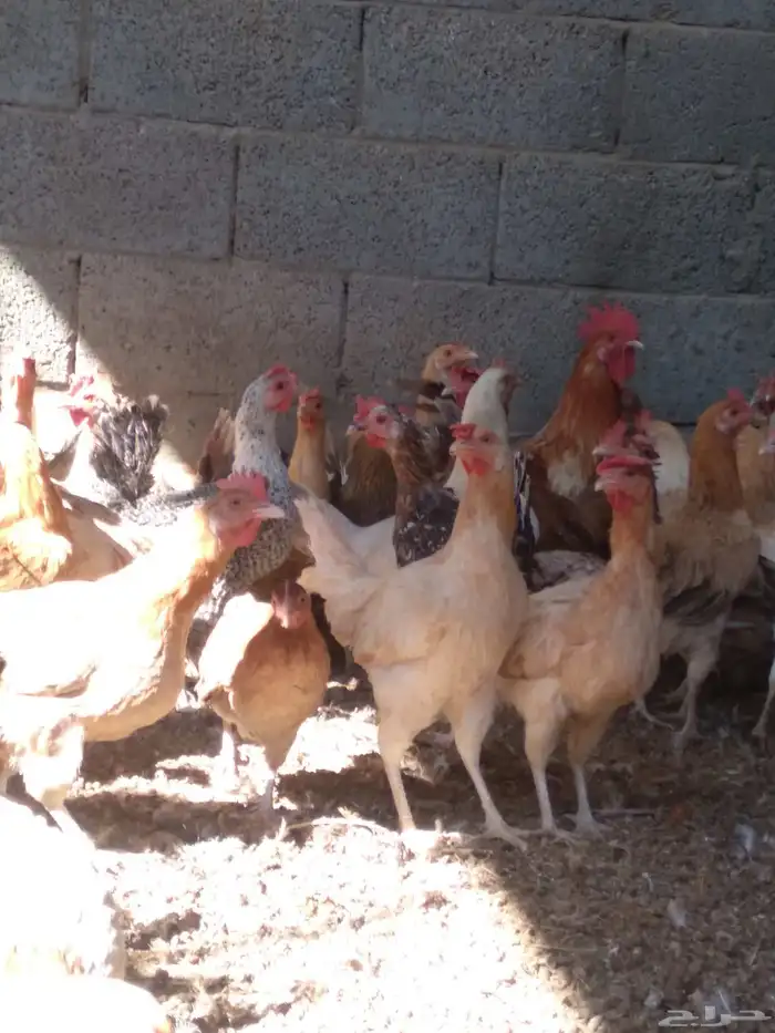 دجاج بلدي بياض 0