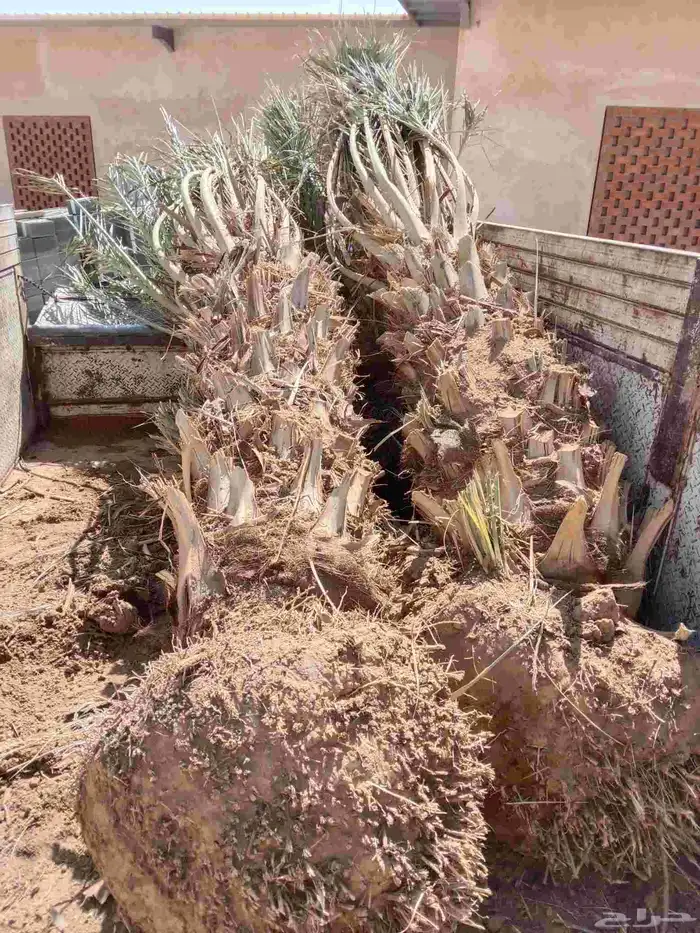 توريد وزراعة جميع انواع النخيل القصيم عنيزة 3