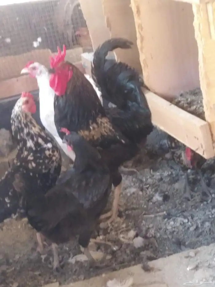 ديك وثنتين دجاج بلدي انتاج حضان 3