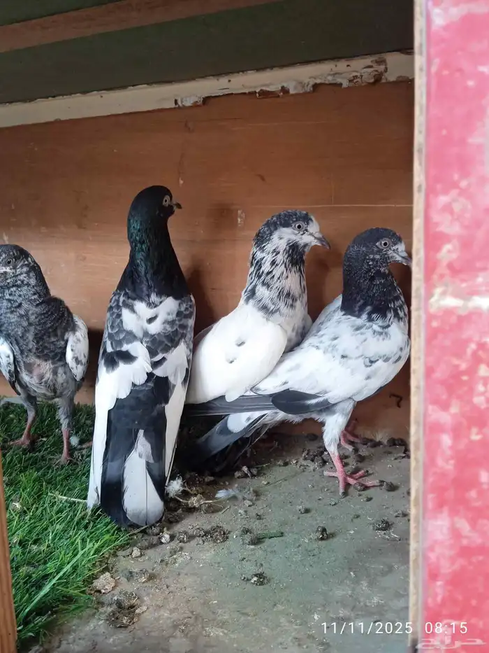 حمام فرنسي و باكستاني و تركي 2