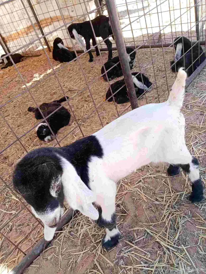 عنز حدره تيس عمره ربيعيه عمر التيس خمس ايام 2