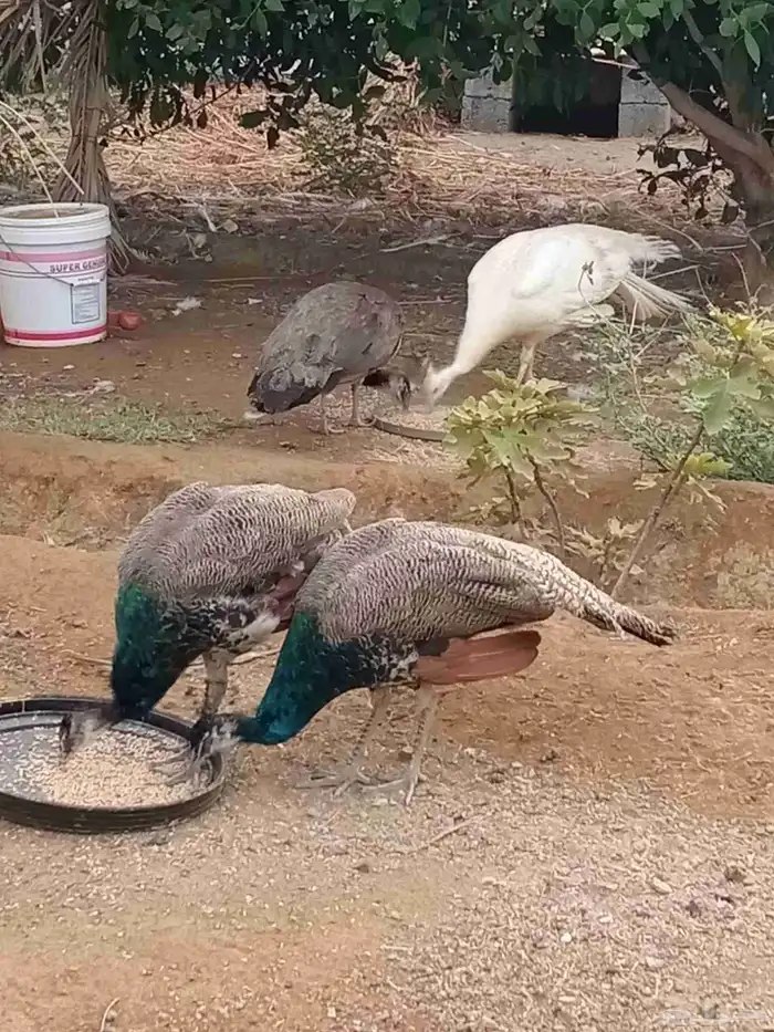 عرض ملك الطيور 8