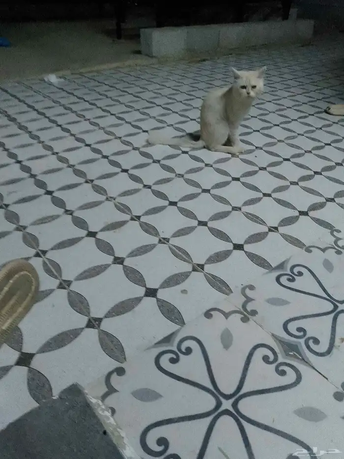 قطع للبيع السعر 200 0