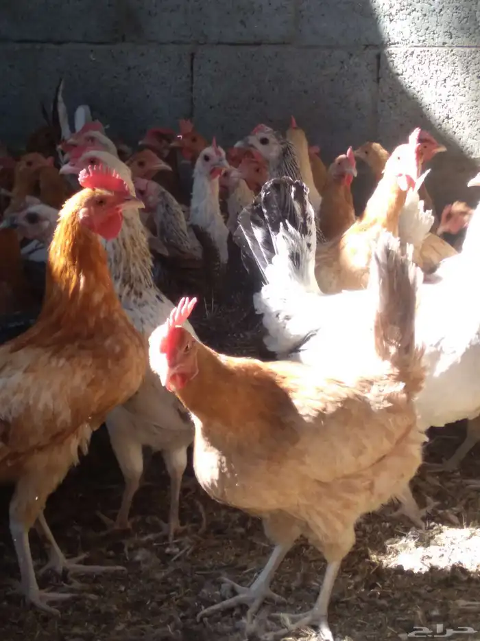 دجاج بلدي بياض 1