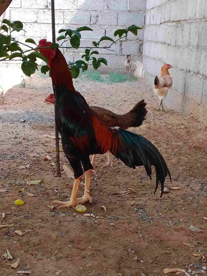 طقم دجاج باكستاني 0