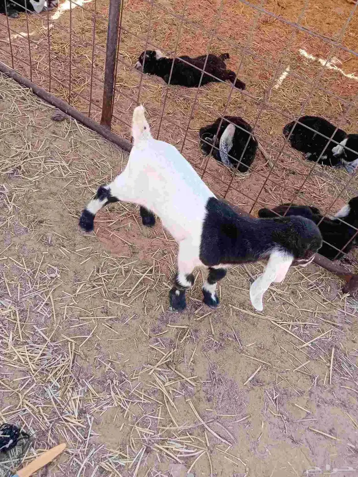 عنز حدره تيس عمره ربيعيه عمر التيس خمس ايام 0