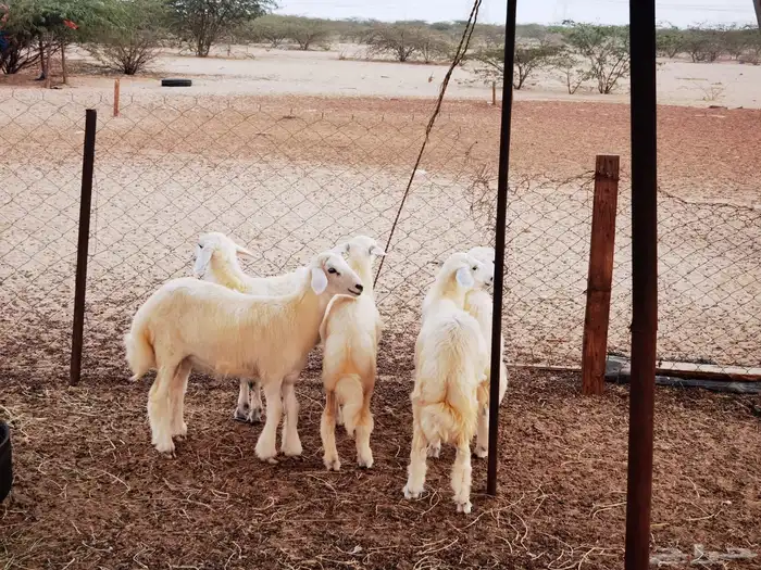 طليان ورخال للبيع 0