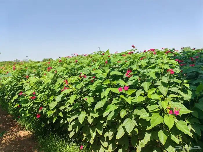 زراعه وحدائق 33