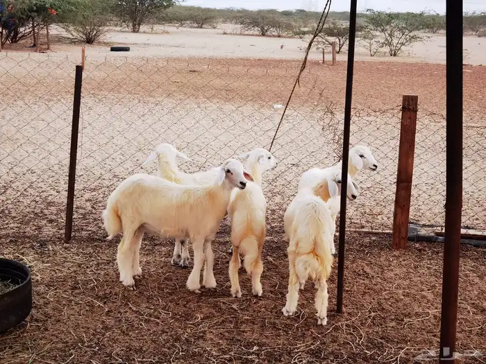 طليان ورخال للبيع 1