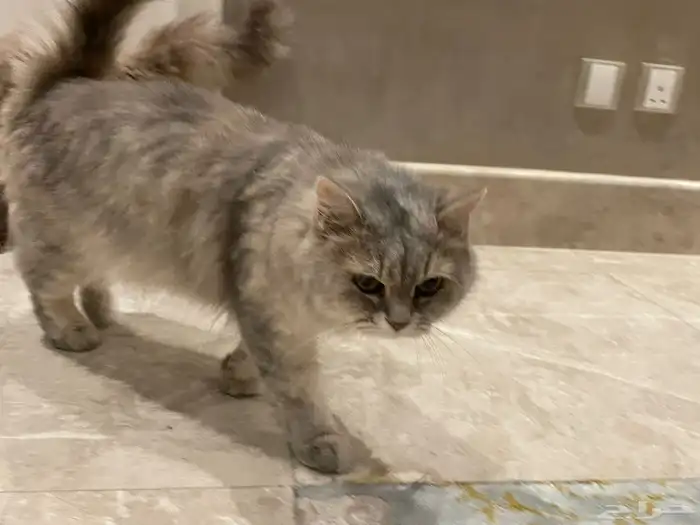 قطتين لتبني ذكر عمره 9 اشهر والانثى سنه نظيفين مطعمين 0