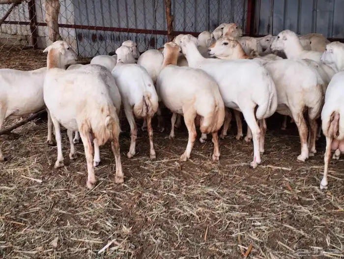 يوجد لدينا ضان رفيديات للبيع العدد 200راس مولدات منها 30راس 0