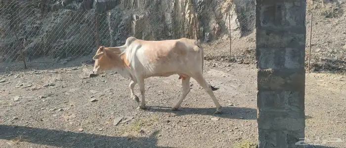 بقر للبيع 1
