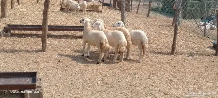 رخال مهجن حري من 650 ريال 15