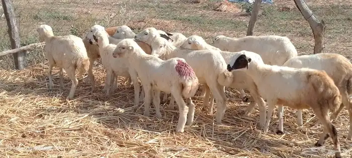 رخال رفيدي من 450 ريال 0