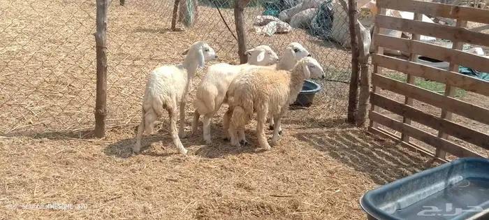 رخال مهجن حري من 650 ريال 16