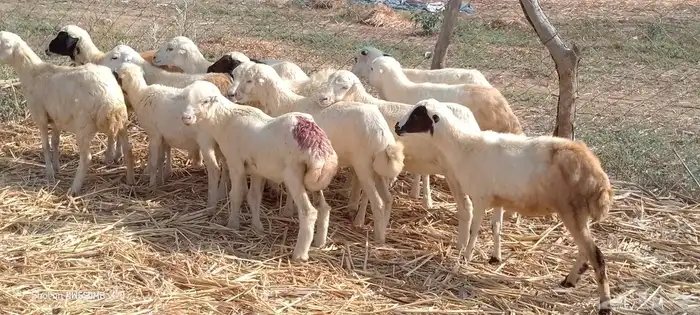 رخال رفيدي من 450 ريال 1