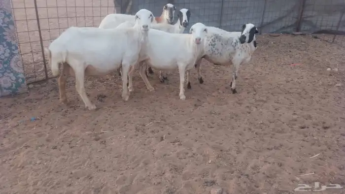 رفيديات 5 دفيع شرط 1