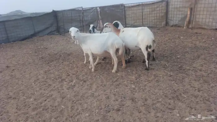 رفيديات 5 دفيع شرط 2