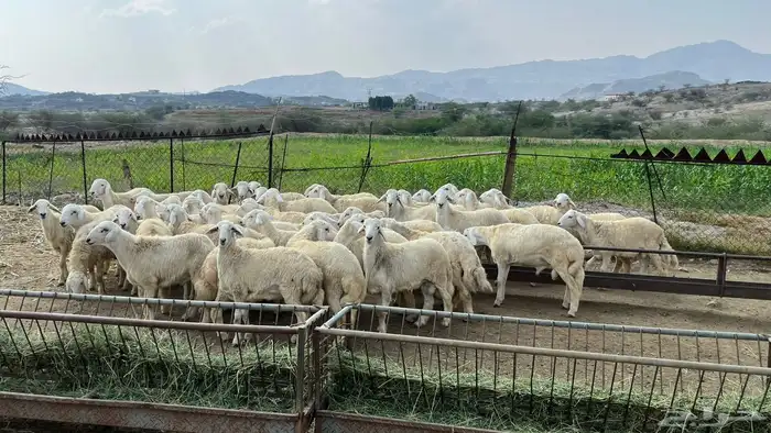 خرفان ذبايح زوجات 2