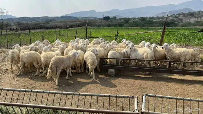 خرفان ذبايح زوجات 0