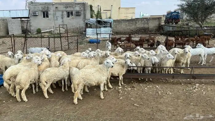 خرفان ذبايح زوجات 3