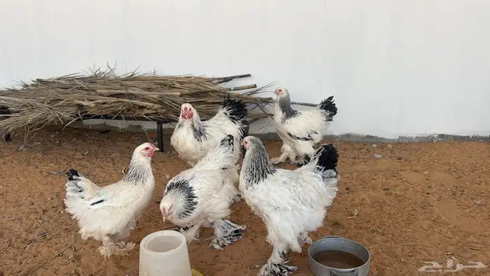 دجاج براهما 1