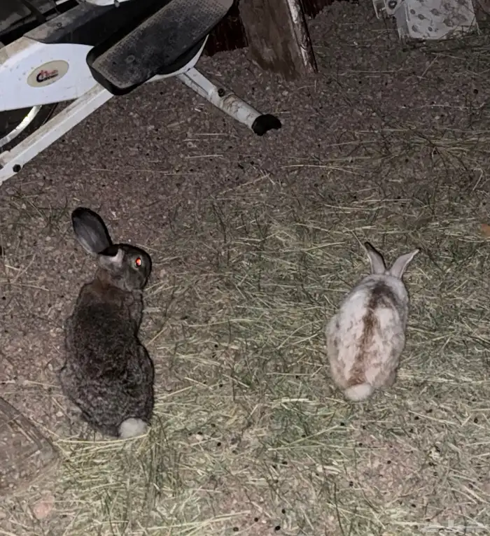 ارانب للبيع ارنب ذكور 2