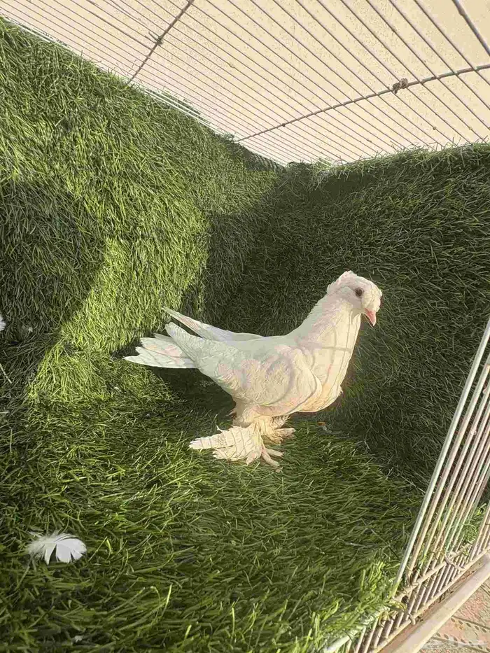 طبات تركي ابيض 4