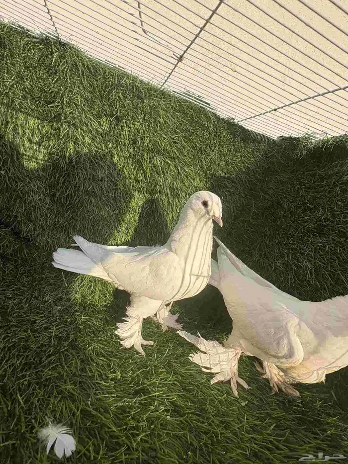 طبات تركي ابيض 5