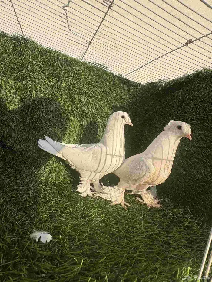 طبات تركي ابيض 3