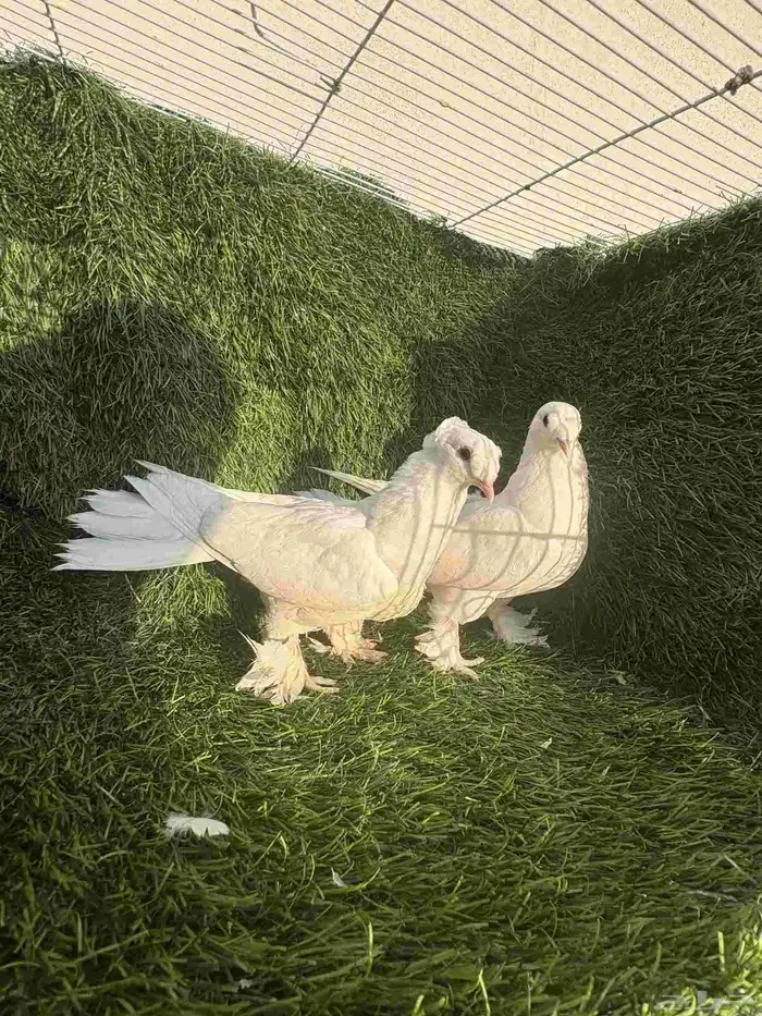 طبات تركي ابيض 1