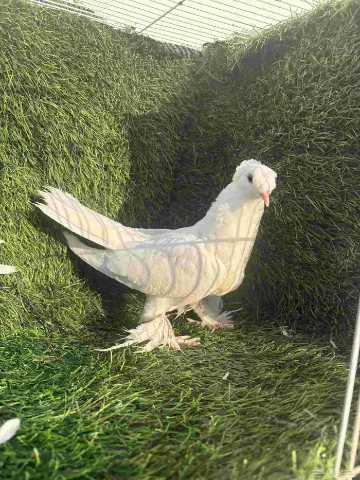 طبات تركي ابيض 0