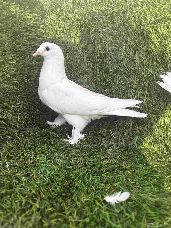 طبات تركي ابيض 2