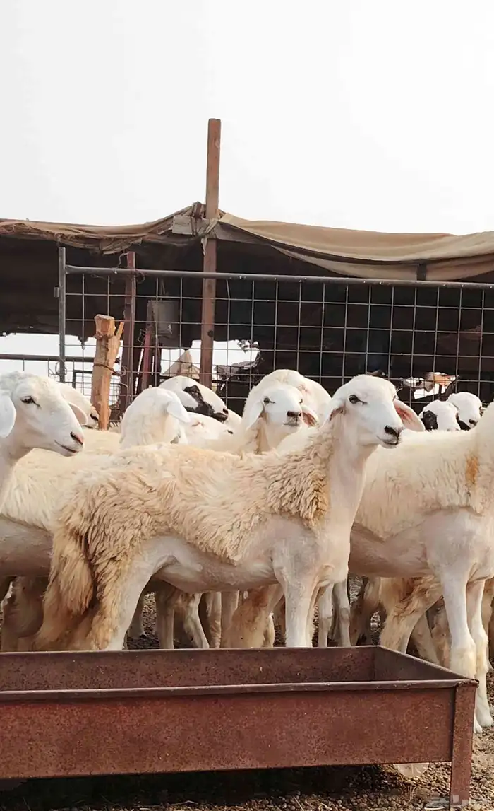 رخال حريات صنف الصنف 5