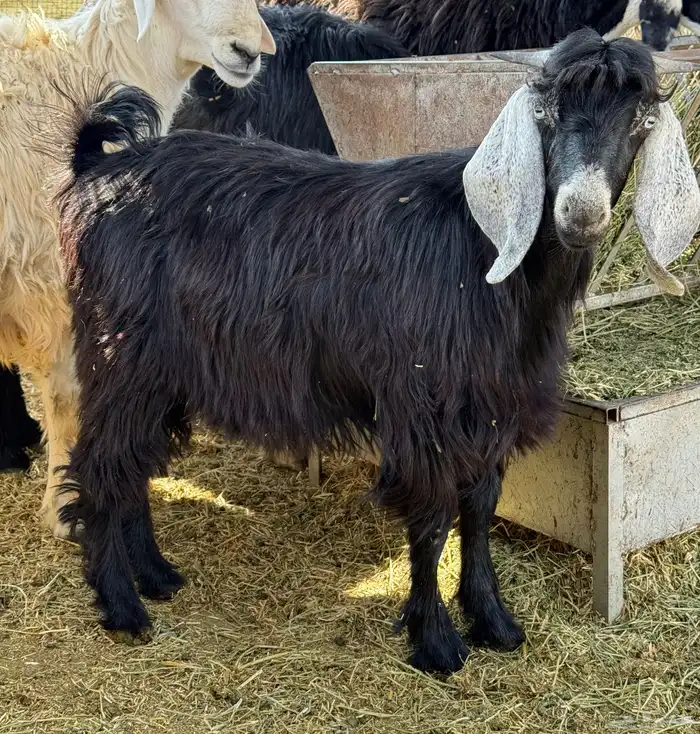 تيس ذبيحة ثلاجة 2