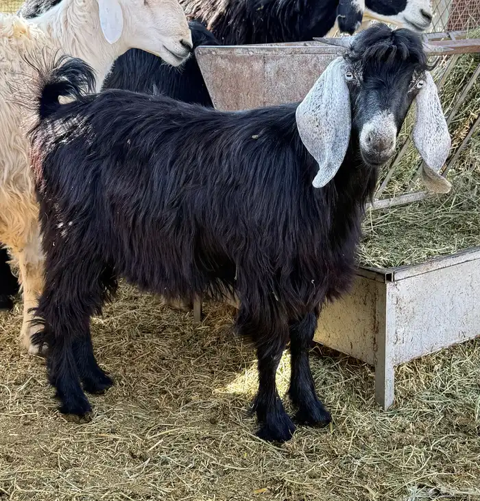 تيس ذبيحة ثلاجة 0