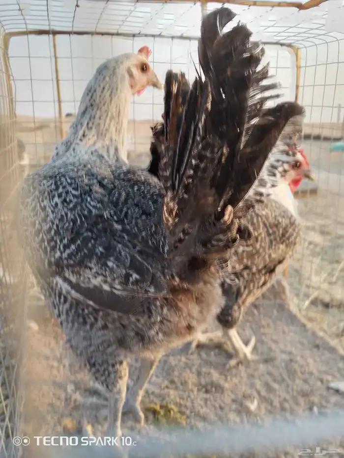 دجاج البيع 2