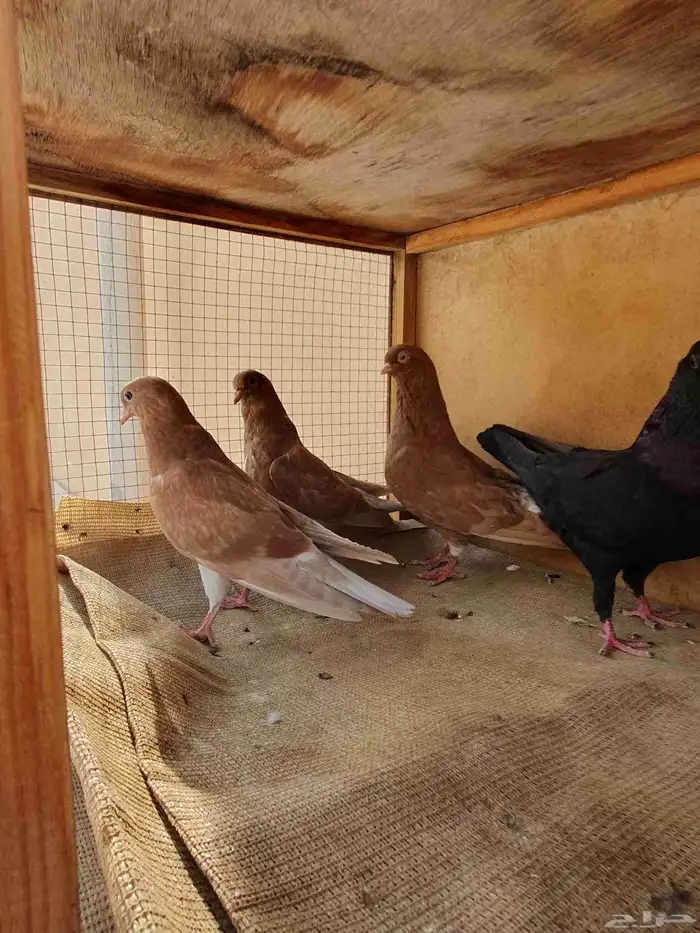 زوج حمام مع إنتاجه 1