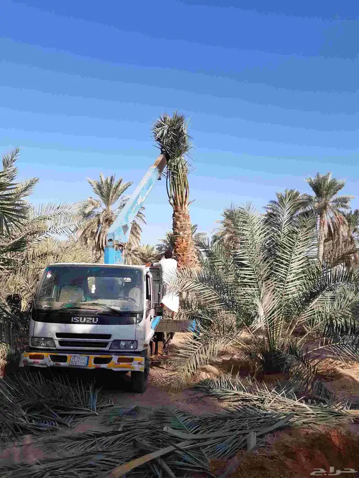 نخل مثمر جميع الانواع 8