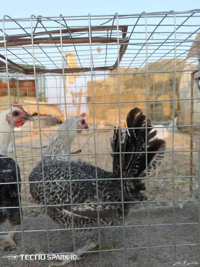 دجاج البيع 5