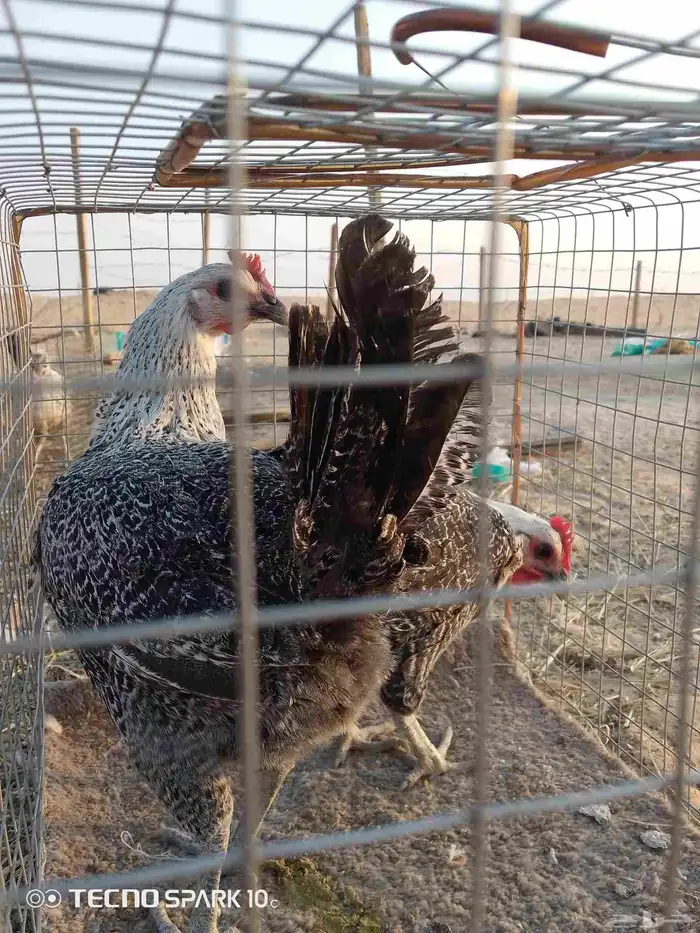 دجاج البيع 0