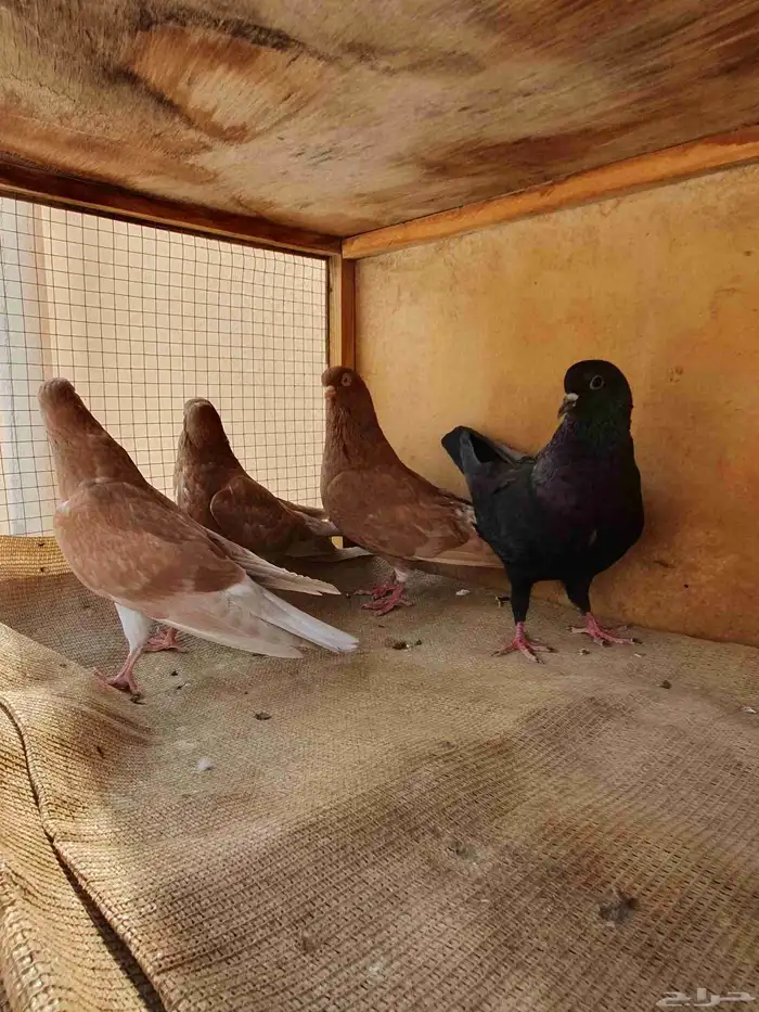 زوج حمام مع إنتاجه 0