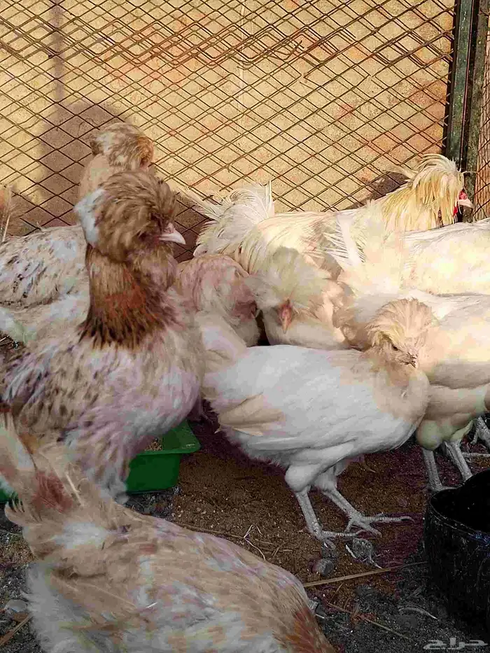 دجاج بلوشي 2