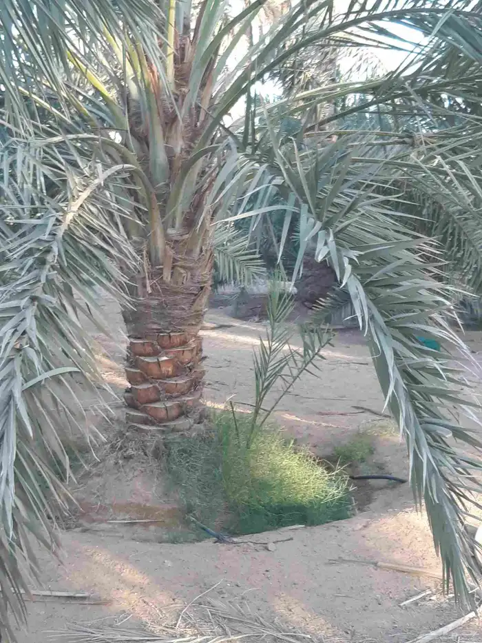 نخل مثمر جميع الانواع 6