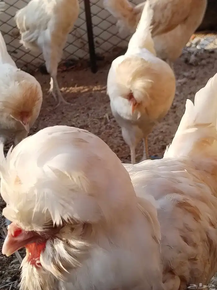 دجاج بلوشي 3