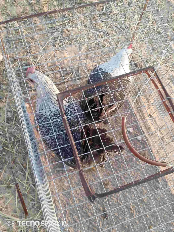 دجاج البيع 1