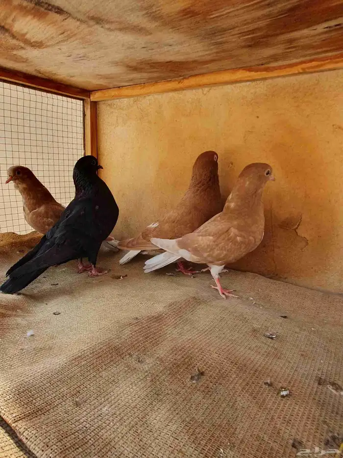 زوج حمام مع إنتاجه 3