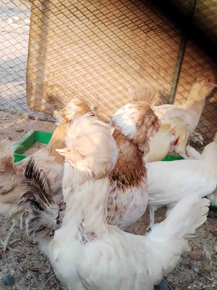 دجاج بلوشي 0