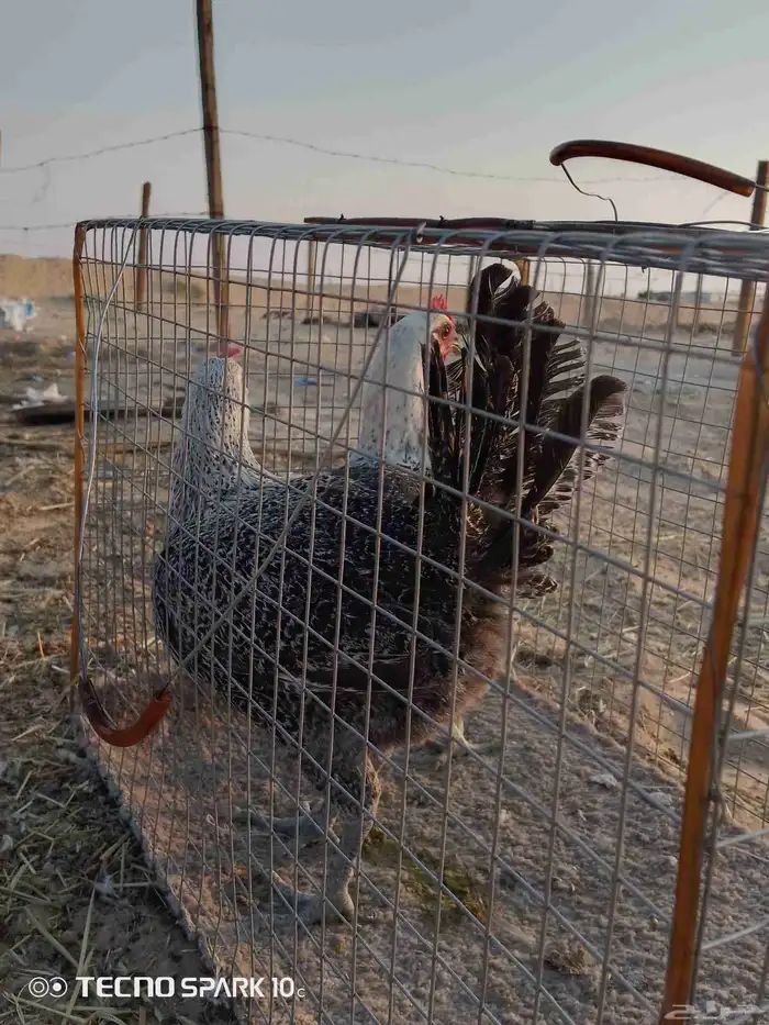 دجاج البيع 3