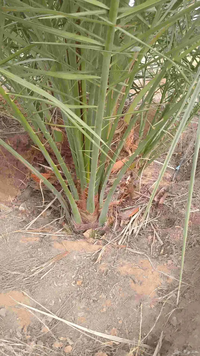 نخل فسايل طيبه 2